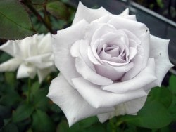 �����ġۥХ��� �ޥ������ ���� 6��ȭ�����ʡη����ʼ�ϡ�MA-MA��