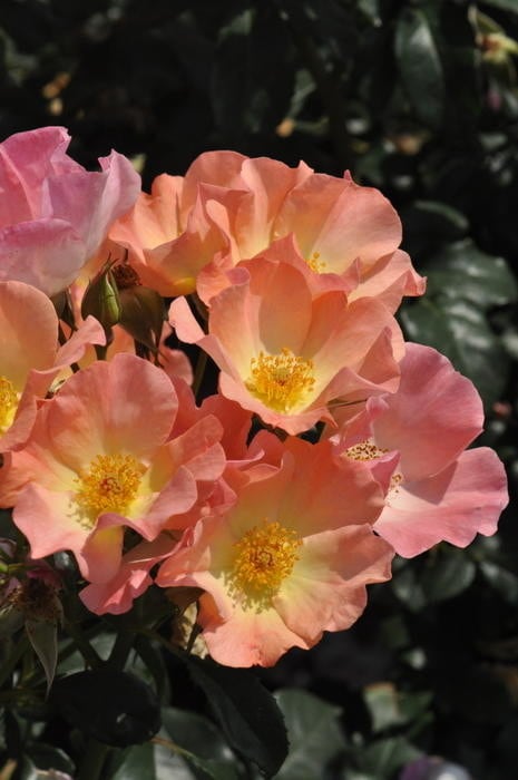 冬季大苗】バラ苗 トラモントエスティーヴォ 国産苗 6号鉢植え品［契約