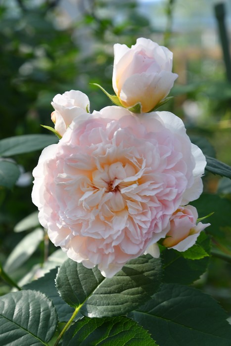 大苗】バラ苗 エミリーブロンテ 輸入苗 7号鉢植え品［農林水産省 登録