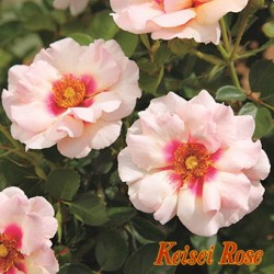 �����ġۥХ��� �������˥å��ԥ󥯥��͡��� ���� 6��ȭ�����ʡ����ӿ建�� ��Ͽ�ʼ�ϡ�IR-IRO4��