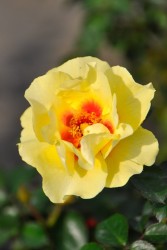 �����ġۥХ��� �������˥å����͡��� ���� 6��ȭ�����ʡ����ӿ建�� ��Ͽ�ʼ�ϡ�IR-IRO4��