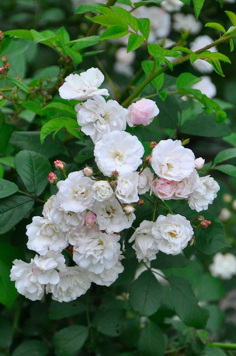 ġۥХ 󤻤ڷۥ󥻥  6ȭʡJ-OC20