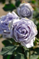 ġۥХ ֥롼ɥ쥹  6ȭʡJB-KAI