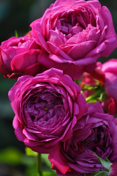 カルトナージュ　コーデュロイ　薔薇　ローズ バラ苗【6号新苗】カルトナージュ 国産苗 6号鉢植え品［農林水産
