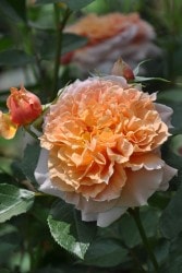 Хġġۥ륵֥ꥨ  6ȭʡηʼϡJ-ROա1104