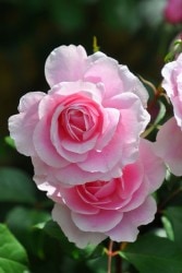 �Х��ġ����ġۥ�塼�� ���� 6��ȭ�����ʡη����ʼ�ϡ�JB-AE��