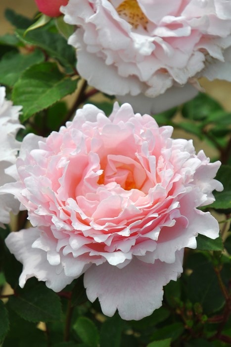 バラ苗【中苗】ソフィーロシャス 国産苗 6号鉢植え品［農林水産省 登録