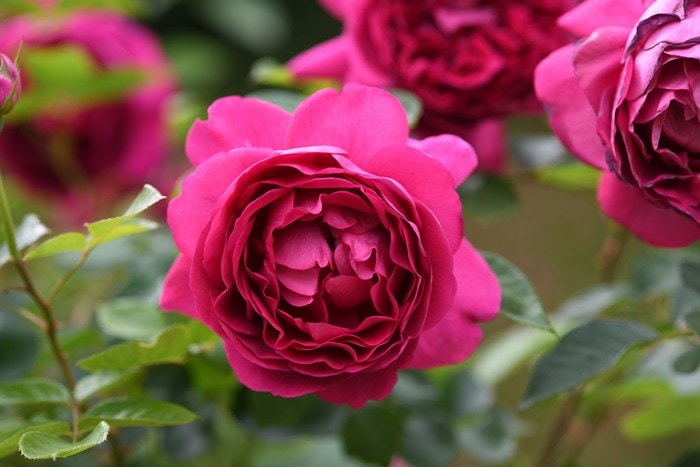 バラ苗【中苗】プラリーヌルージュ 国産苗 6号鉢植え品［農林水産省