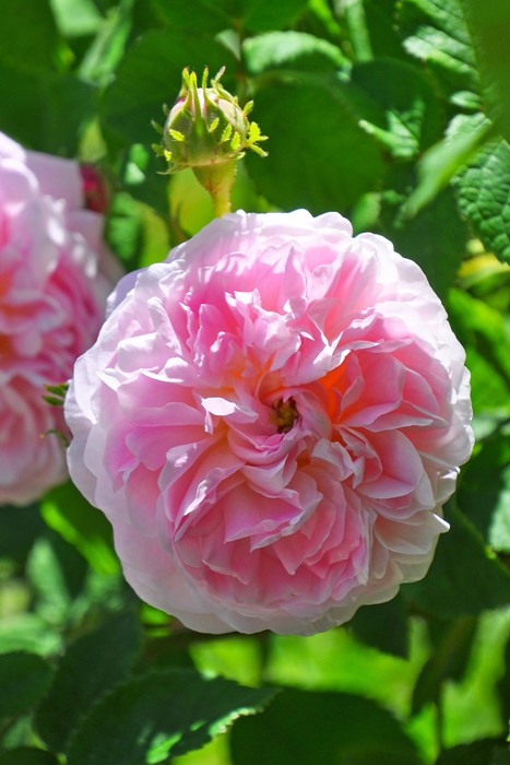 バラ苗【中苗】ベルイシス 国産苗 6号鉢植え品《J-OC20》 | すべての