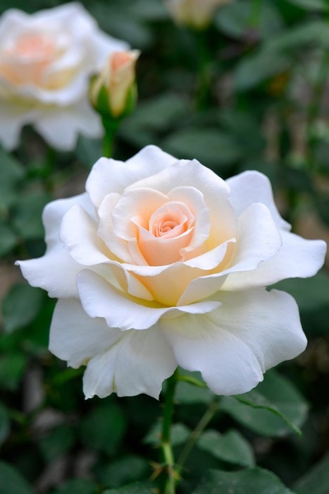 バラ苗【中苗】フレンチレース 国産苗 6号鉢植え品《J-FL10》 | すべて