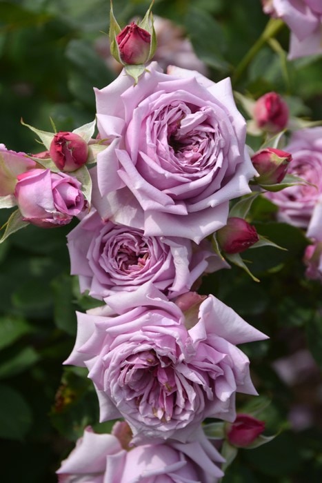 バラ売り対応中　購入不可 予約販売 バラ苗 バラ大苗 オッポセンター 契約品種 薔薇 ばら 送料