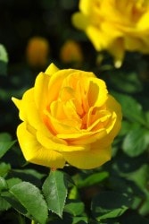 ���ߵ����ġۥХ��� �����Τ��ɤꤳ�ڰ�Ʀ���ٻҡ� ���� 6��ȭ�����ʡ����ӿ建�� ��Ͽ�ʼ�ϡ�IR-IRO3�ա�0109�����