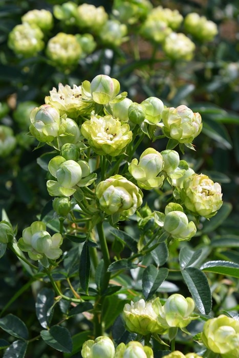 バラ8号鉢　薔薇大苗　エクレール　　　　　　 大苗】バラ苗 エクレール 国産苗 6号鉢植え品［契約品種］《J-FL25