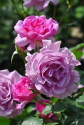 ���ߵ����ġۥХ��� �ѥ�ե�����ࡼ�� ���� 6��ȭ�����ʡη����ʼ�ϡ�KMG-KMG��