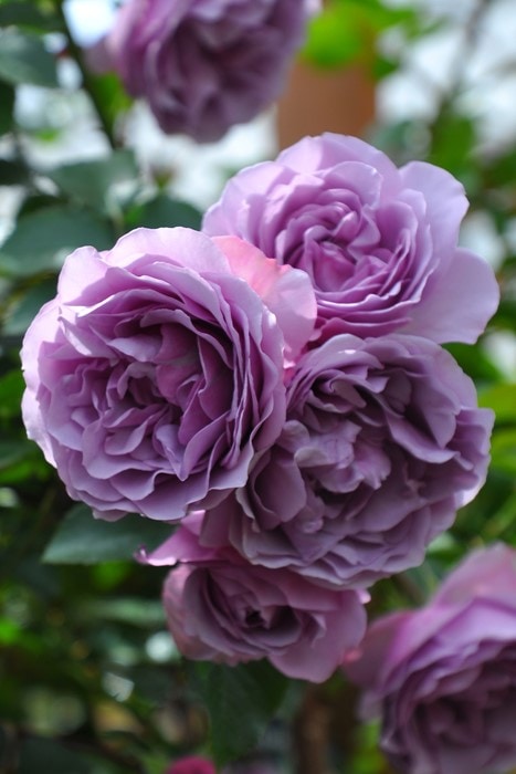 ���ߵ����ġۥХ��� ����ɥ����֥��ࡼ�� ���� 6��ȭ�����ʡ����ӿ建�� ��Ͽ�ʼ�ϡ�J-RP�ա�1212�����