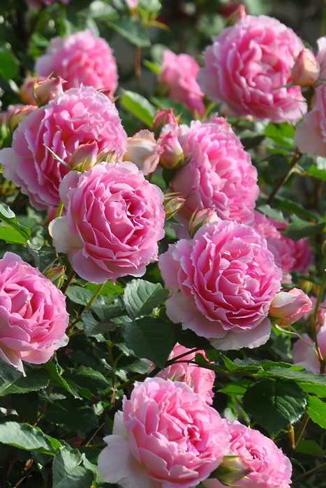 ġۥХ ڥͥڥ  6ȭʡӿ建 ϿʼϡJ-RO