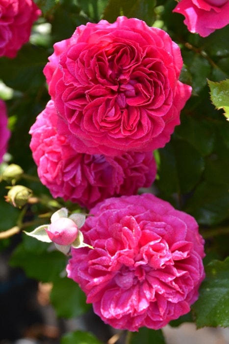 ���ߵ����ġۥХ��� �ե졼�� ���� 6��ȭ�����ʡ����ӿ建�� ��Ͽ�ʼ�ϡ�J-RO�ա�1212�����