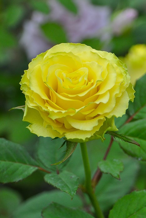 ひまわり様予約専用　ネコポス発送　万葉　バラ　苗　薔薇　苗木　オレンジイエロー ひまわり様予約専用 ネコポス発送 万葉 バラ 苗 薔薇 苗木