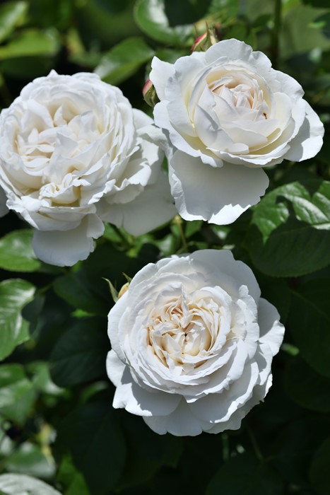 バラ苗 中苗 パブロワ Del白 国産苗 6号鉢植え品 農林水産省 品種登録出願中 Han Del すべての商品 バラの家 公式本店 ロサオリエンティス バラ苗 専門店