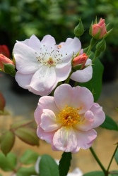 �Х��ġ����ġۥե������� ���� 6��ȭ�����ʡ�J-CL20��