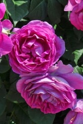 Хġġۥɥࡼ  6ȭʡӿ建 ʼϿдϡIR-IRO3