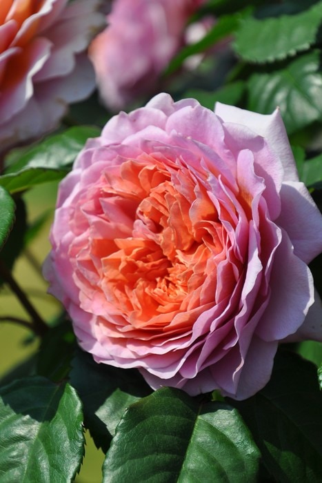 バラ苗【中苗】アイスフォーゲル 国産苗 6号鉢植え品[農林水産省 品種 バラ苗【中苗】アイスフォーゲル 国産苗 6号鉢植え品[農林水産省 品種