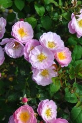 Хġġۥ٥륹  6ȭʡηʼϡJ-RO