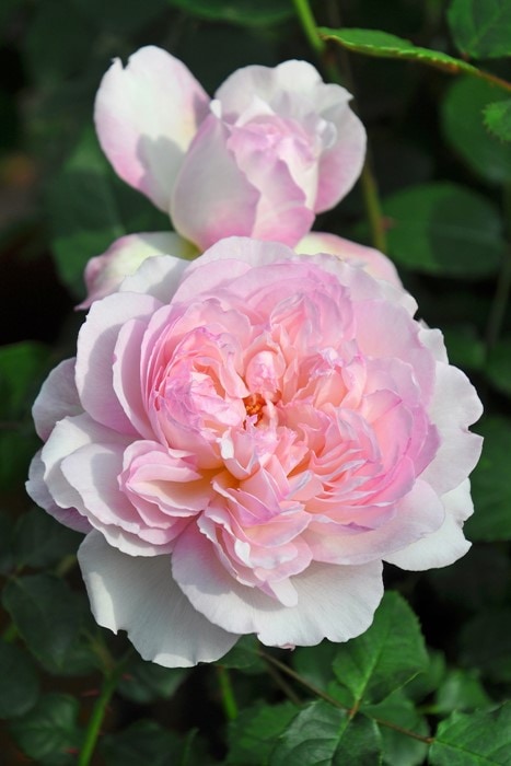 Хġġۥ磻  6ȭʡηʼϡOS-OS2