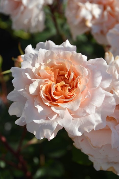 ���ߵ����ġۥХ��� �٥󥦥����������å� ���� 6��ȭ�����ʡ����ӿ建�� ��Ͽ�ʼ�ϡ�J-RP�ա�1201�����