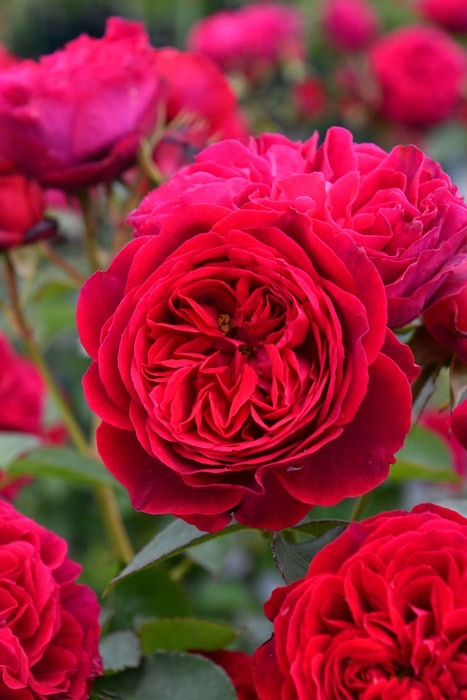 ���ߵ����ġۥХ��� �륤��������� ���� 6��ȭ�����ʡ����ӿ建�� ��Ͽ�ʼ�ϡ�J-RO�ա�1212�����