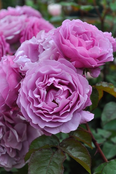 冬季大苗】バラ苗 シュリンクス 国産苗 6号鉢植え品［農林水産省 登録