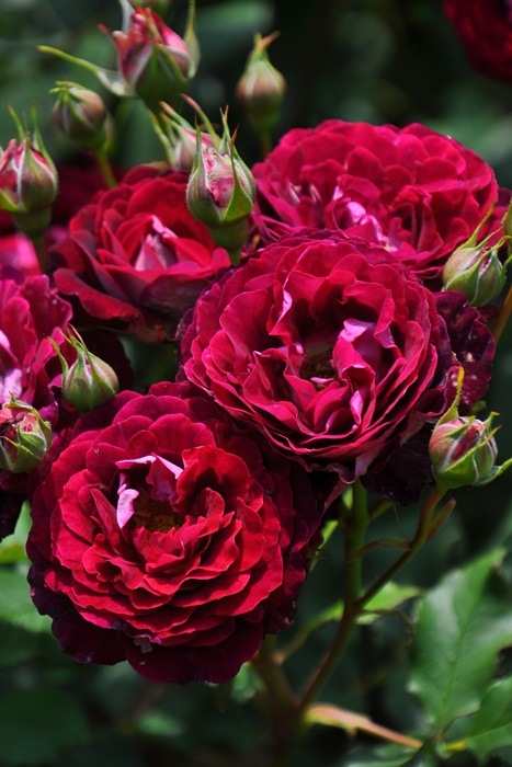 予約大苗 バラ苗 ソムリエール Dm赤紫 国産苗 6号鉢植え品 Om Dm 2月末までのお届け すべての商品 バラの家 公式本店 ロサオリエンティス バラ苗 専門店