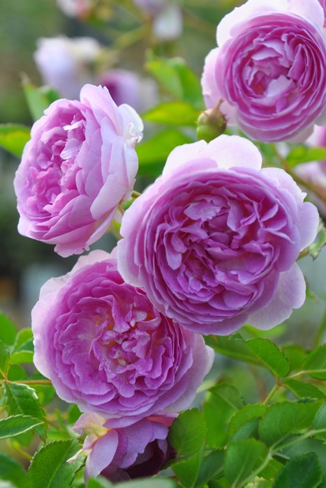 Roses~6月のバラ」 すごく ジニー•キム「June 