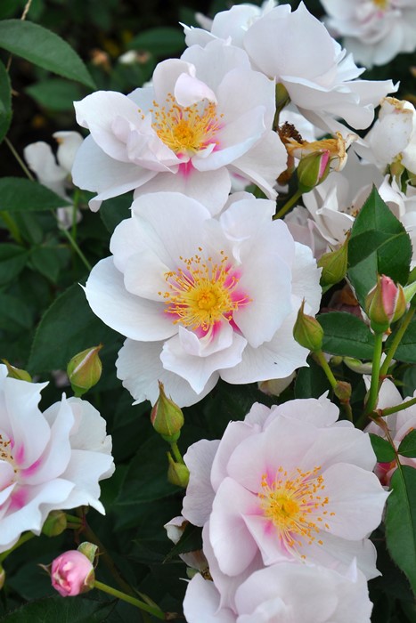 冬季大苗】バラ苗 クードゥクール 国産苗 6号鉢植え品［契約品種］《J