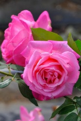 �����ġۥХ��� ���쥤���ɥ���ʥ� ���� 6��ȭ�����ʡ�J-HT20��