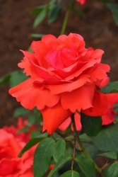 �����ġۥХ��� �Ҥ������������ ���� 6��ȭ�����ʡ�J-HT20��