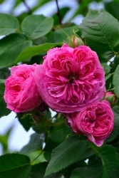 �����ġۥХ��� �衼���ɥ��饴�� ���� 6��ȭ�����ʡ�J-OC20��