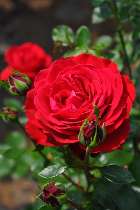 �����ġۥХ��� �ƥ������� ���� 6��ȭ�����ʡ����ӿ建�� �ʼ���Ͽ�д���ϡ�IR-IRO3��