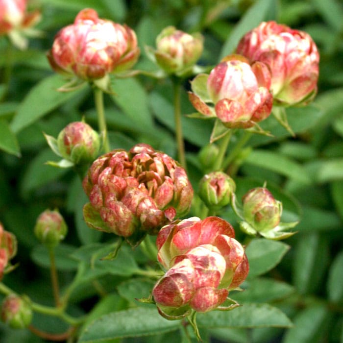 予約大苗 バラ苗 ラディッシュ Fl復桃 国産苗 6号鉢植え品 農林水産省 登録品種 Kmg Gr 2月末までのお届け すべての商品 バラの家 公式本店 ロサオリエンティス バラ苗 専門店 予約大苗 バラ苗 ラディッシュ Fl復桃 国産苗 6号鉢植え品 農林水産省 登録品種 Kmg Gr 2月末までのお届け すべての商品 バラの家 公式本店 ロサオリエンティス バラ苗 専門店