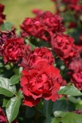 ġۥХ ޡ奢ХХ  6ȭʡηʼϡHan-DEL