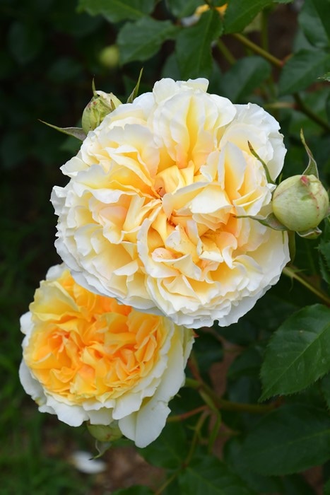 バラ苗【中苗】シシリエンヌ 国産苗 6号鉢植え品［農林水産省 登録品種