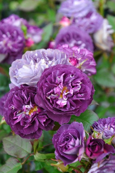 màrÏdÖn様確認用＊バラ苗 ばら苗 カラメラ バラ苗 長尺苗 フロレン