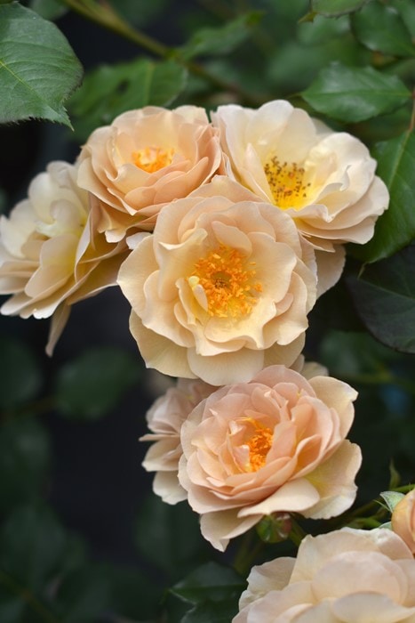 薔薇苗 バラ苗【中苗】ラブロッシュ 国産苗 6号鉢植え品［農林水産省 品種登録