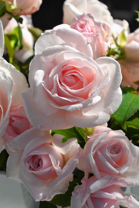 バラ苗【中苗】クンツァイト 国産苗 6号鉢植え品［農林水産省 品種登録