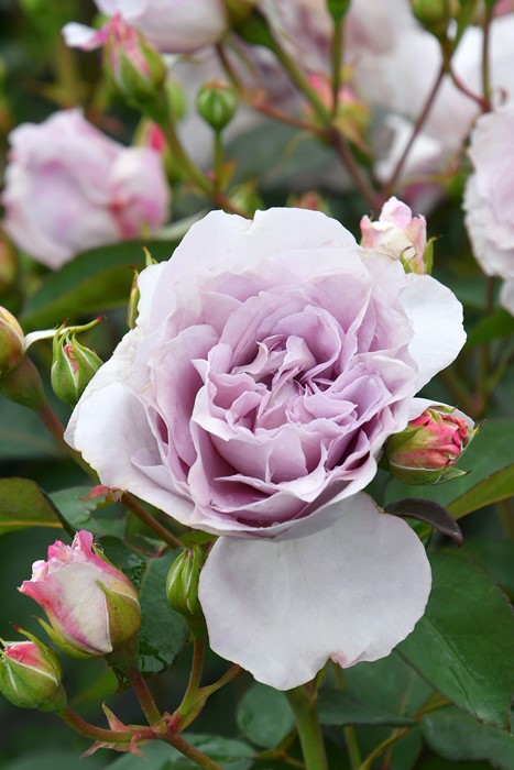 送料無料・選べる4個セット バラ苗 令の風 - 植物/観葉植物