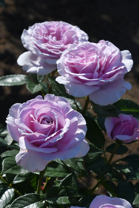 バラ苗【中苗】パフュームドレス 国産苗 6号鉢植え品［農林水産省 品種