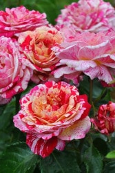 �Х��ġ����ġۥȥ��ȥ��ȥ�! ���� 6��ȭ�����ʡ����ӿ建�� ��Ͽ�ʼ�ϡ�IR-IRO3��