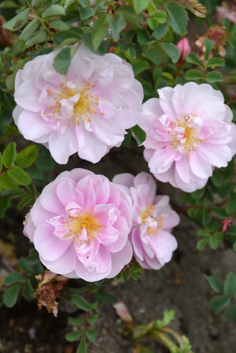 Хġġۥ󥢥ߥ쥢  6ȭʡJ-OB20