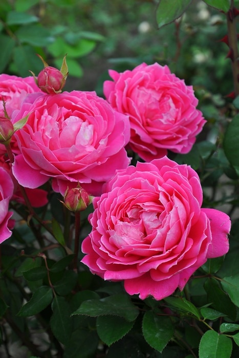 冬季大苗】バラ苗 雨ニモマケズ・リバーシブルピンク 国産苗 6号鉢植え