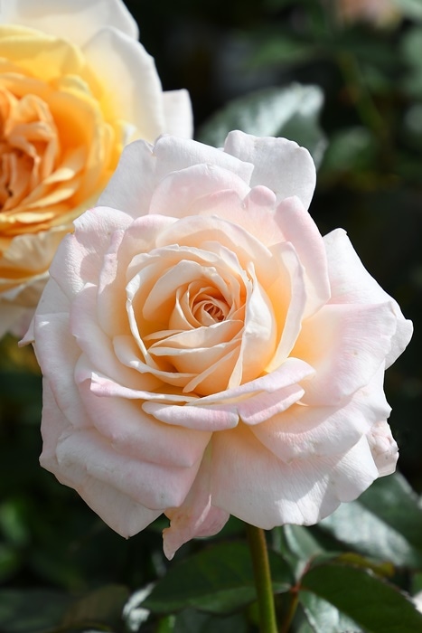 冬季大苗】バラ苗 GDルイーズ 国産苗 6号鉢植え品［農林水産省 品種